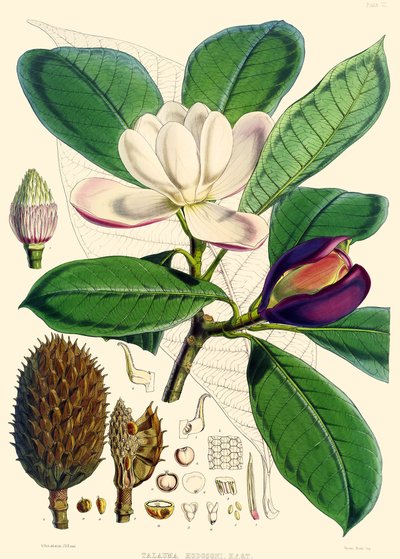 Magnolia hodgsonii by Joseph Dalton Hooker