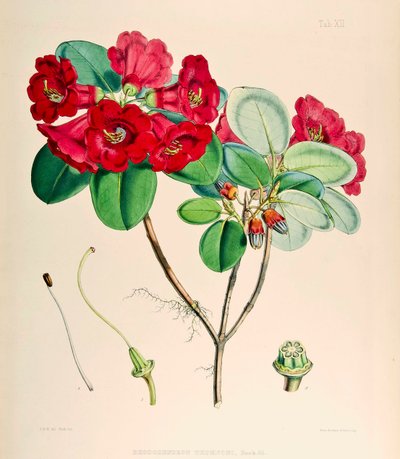 Rhododendron thomsonii by Joseph Dalton Hooker