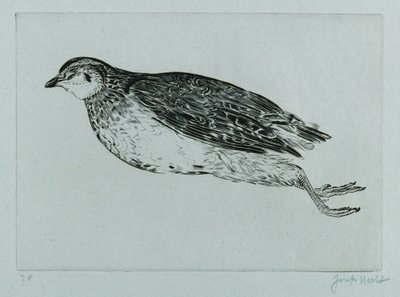 Dead Partridge (engraving) by Joseph Hecht