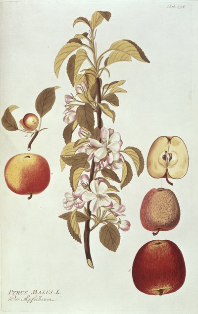 Pyrus Malus by Joseph Jacob Plenck