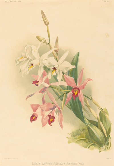 Laelia Anceps Stella & Barkeriana by Joseph Mansell