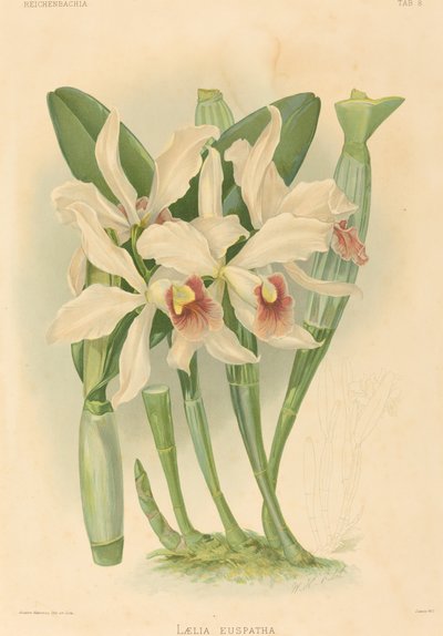 Laelia Euspatha by Joseph Mansell