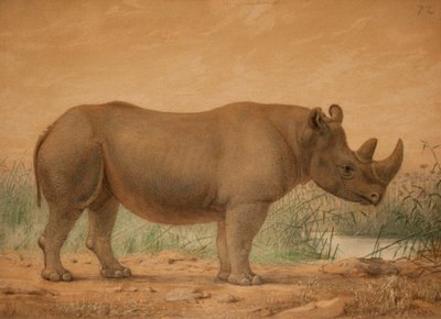 African Rhinoceros by Joseph Wolf