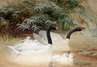 Black-necked swan (Cygnus nigricollis), 1852-54 by Joseph Wolf
