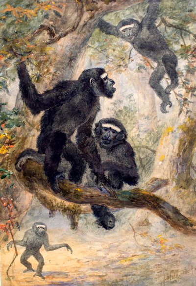 Hoolocks Gibbon by Joseph Wolf