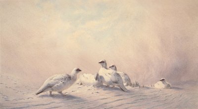 Ptarmigan, Winter, 1873 by Joseph Wolf