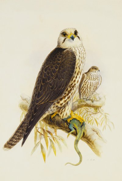 Saker Falcon by Joseph Wolf