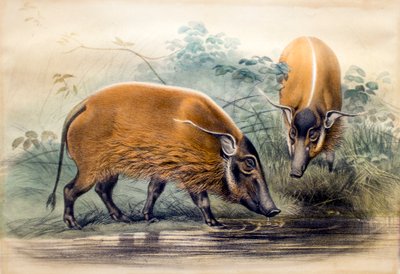 The Red-river Hog by Joseph Wolf