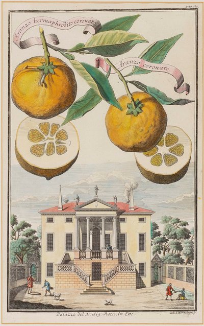 Aranzo Hermaphrodite Crowned by Joseph de Montalegre