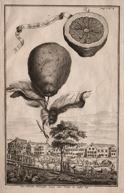 Nurnbergische Hesperides: La Luchetta Imoperiale by Joseph de Montalegre