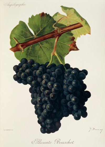 Alicante-Bouschet grape by Jules Troncy