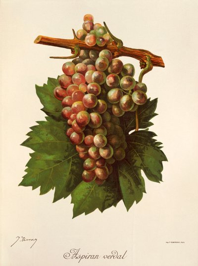 Aspiran Verdal grape by Jules Troncy