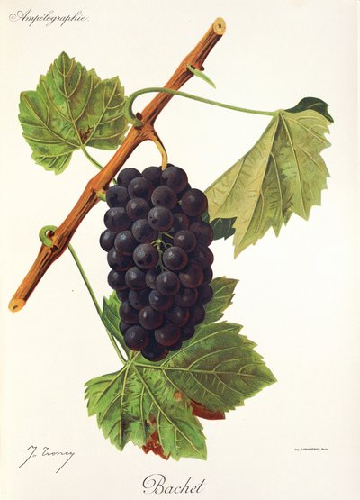 Bachet grape by Jules Troncy