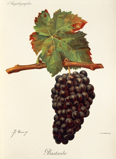 Bastardo grape by Jules Troncy