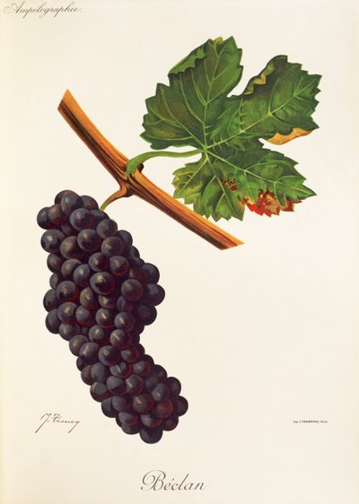Beclan grape by Jules Troncy