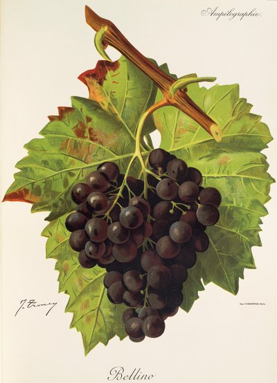 Bellino grape by Jules Troncy
