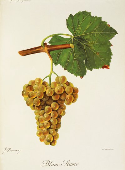 Blanc Rame Grape by Jules Troncy