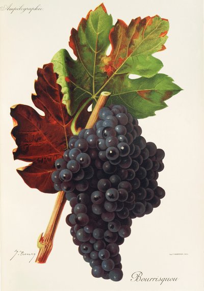 Bourrisquou grape by Jules Troncy