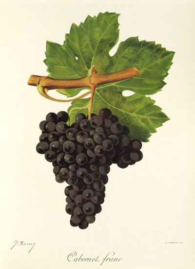 Cabernet Franc grape by Jules Troncy