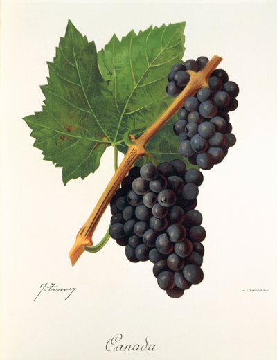 Canada grape by Jules Troncy