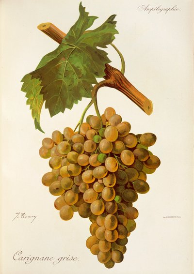 Carignane Grise grape by Jules Troncy
