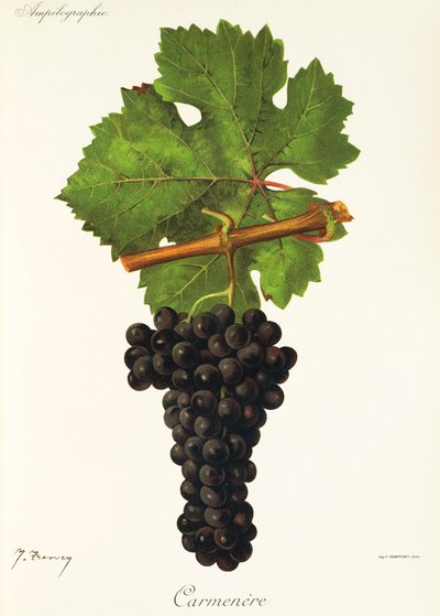 Carmenere grape by Jules Troncy