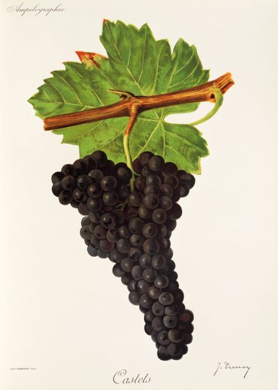 Castets Grape by Jules Troncy
