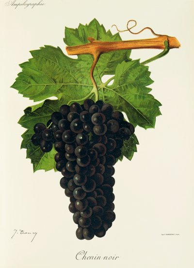 Chenin Noir grape by Jules Troncy