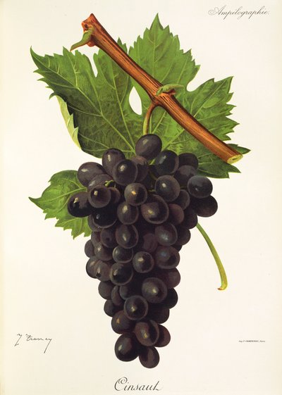 Cinsaut grape by Jules Troncy