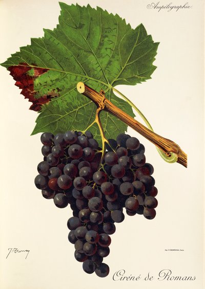 Cirene de Romans grape by Jules Troncy