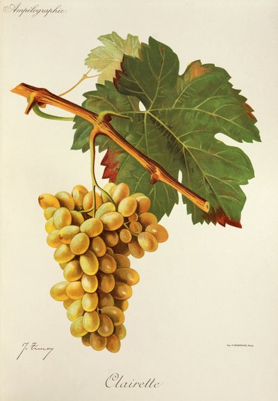 Clairette grape by Jules Troncy