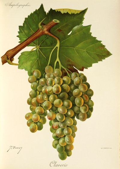 Claverie Grape by Jules Troncy