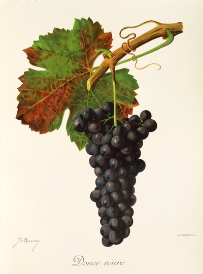 Douce Noire Grape by Jules Troncy