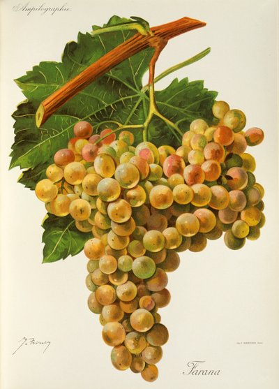 Farana Grape by Jules Troncy