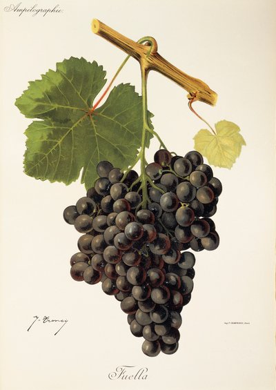 Fuella Grape by Jules Troncy