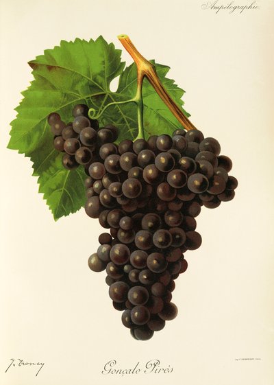 Goncalo Pires grape by Jules Troncy