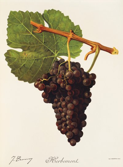 Herbemont Grape by Jules Troncy