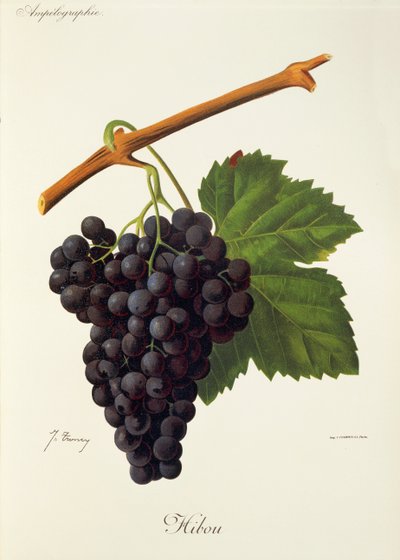 Hibou Grape by Jules Troncy