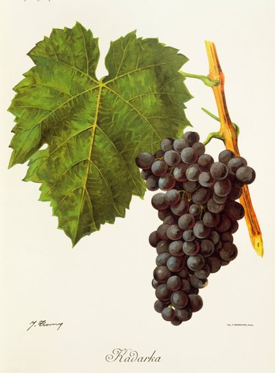 Kadarka Grape by Jules Troncy
