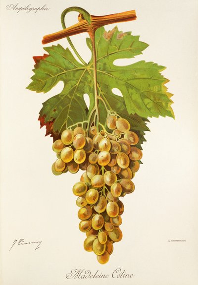 Madeleine Celine grape by Jules Troncy
