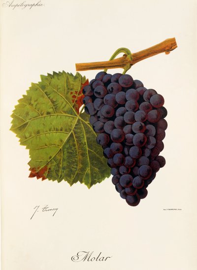 Molar grape by Jules Troncy