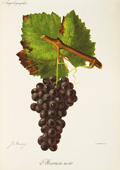 Mornen Noir Grape by Jules Troncy