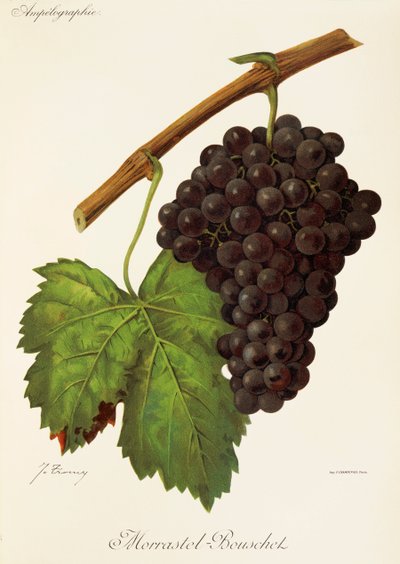Morrastel-Bouschet grape by Jules Troncy