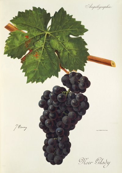 Noir Glady grape by Jules Troncy