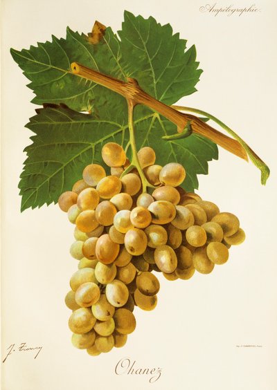 Ohanez grape by Jules Troncy