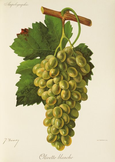 Olivette Blanche grape by Jules Troncy