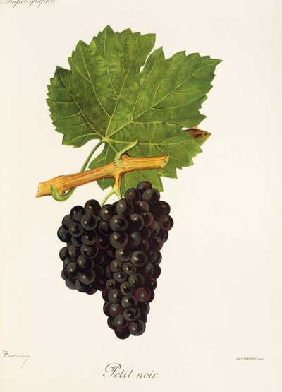 Petit Noir grape by Jules Troncy
