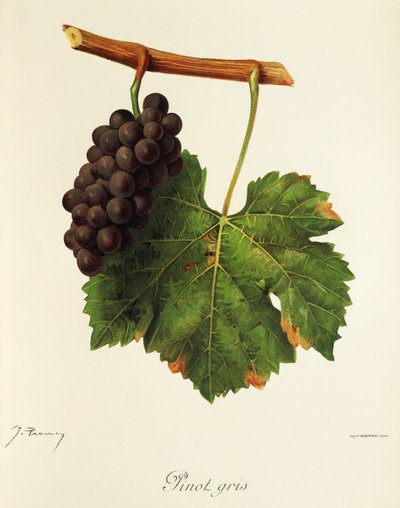 Pinot Gris grape by Jules Troncy