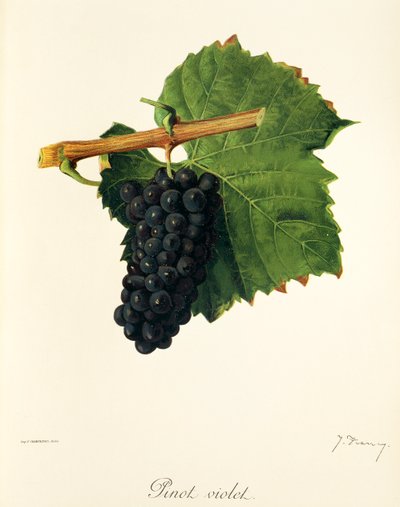 Pinot Violet grape by Jules Troncy