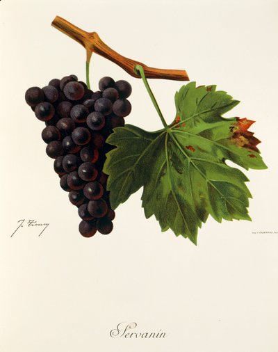 Servanin Grape by Jules Troncy